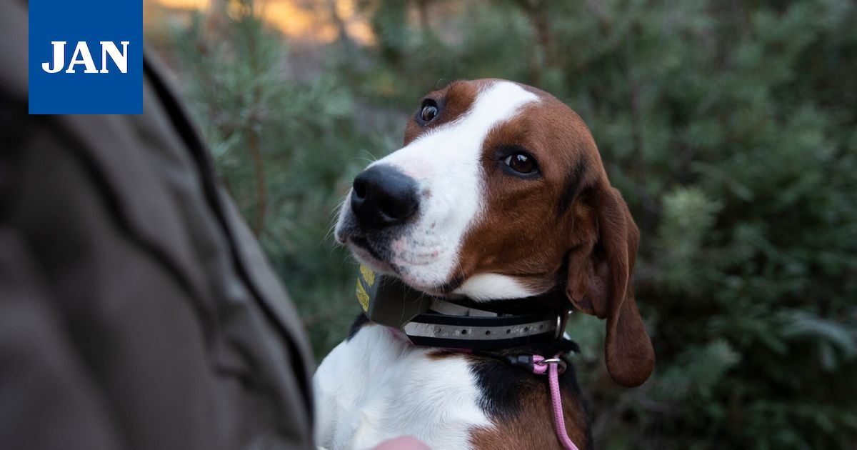 Susia liikkuu Janakkalan alueella viikoittain