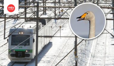 Kuvituskuvaa. Kuvan joutsen ei välttämättä liity tapaukseen.