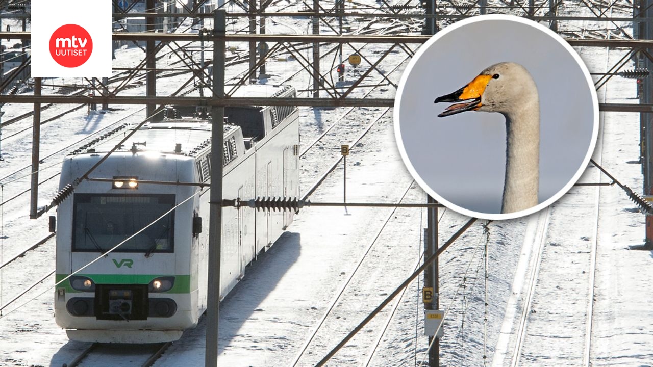 Kuvituskuvaa. Kuvan joutsen ei välttämättä liity tapaukseen.