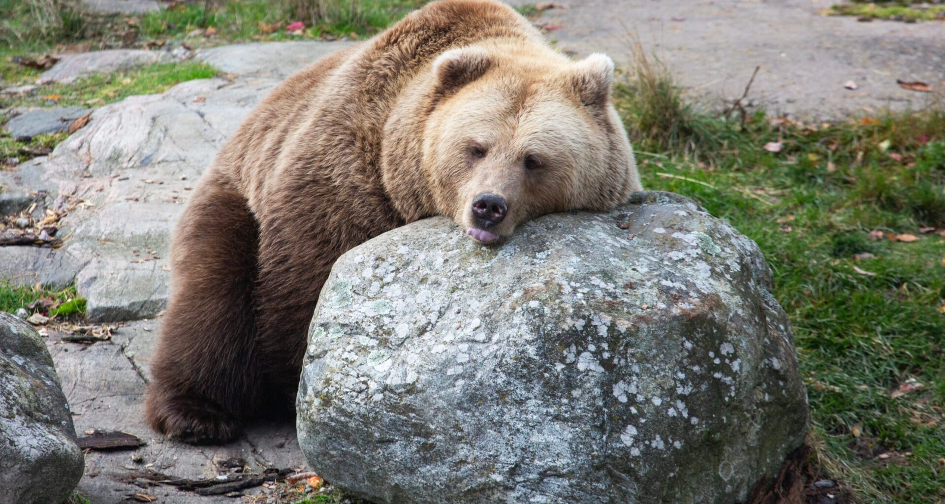Karhut vetäytyivät talviunille | Verkkouutiset
