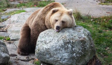 Karhut vetäytyivät talviunille | Verkkouutiset