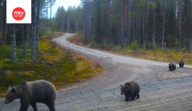 Karhuperhe oli matkalla mahdollisesti talviunille Lieksassa perjantaina 31. lokakuuta.