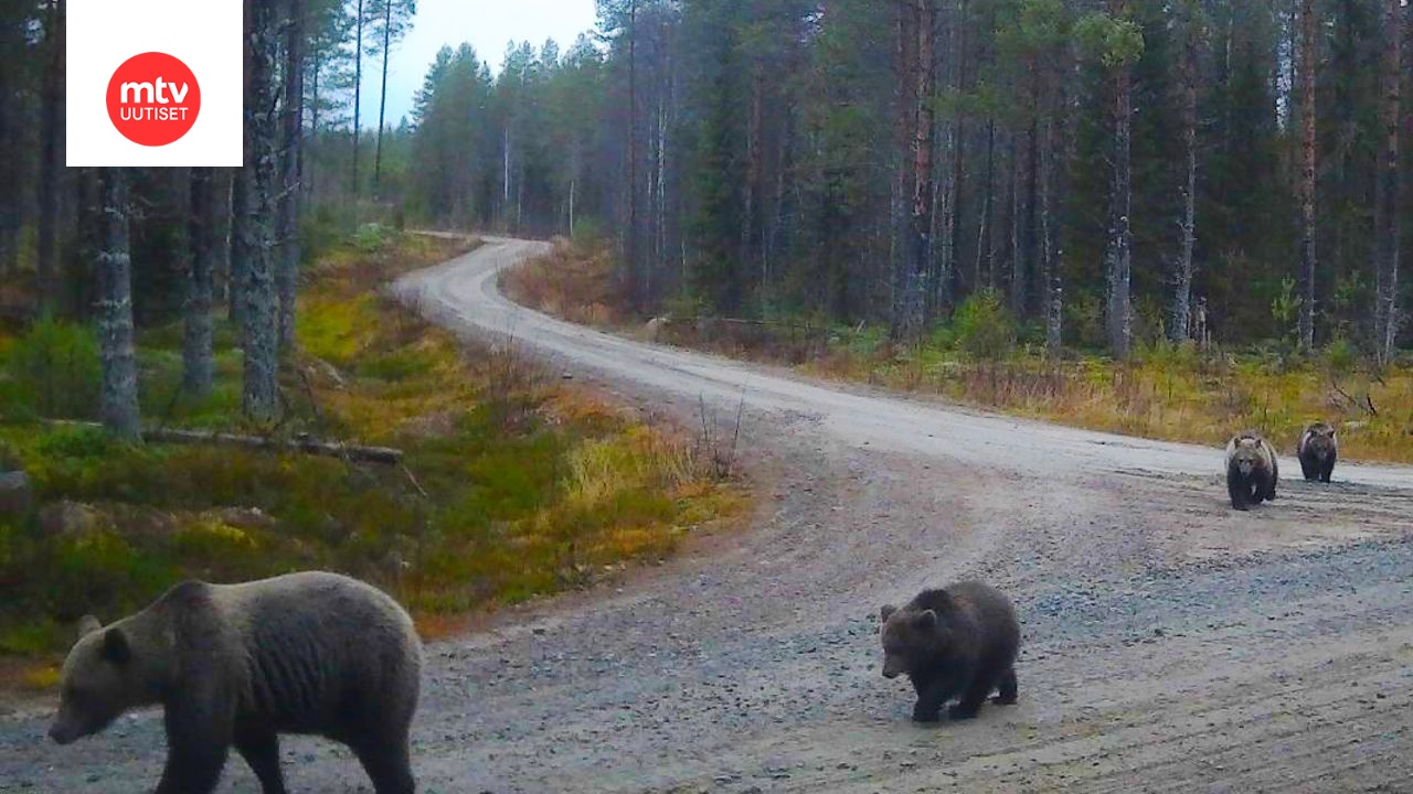 Karhuperhe oli matkalla mahdollisesti talviunille Lieksassa perjantaina 31. lokakuuta.