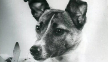 Ensimmäinen elävä olento Maan kiertoradalla kuoli hirveällä tavalla - "Kukaan ei ehtinyt ajatella, miten takaisin tultaisiin elossa"