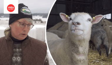 Hallitus esittää muutosta suden suojeluasemaan