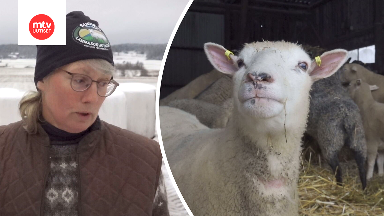 Hallitus esittää muutosta suden suojeluasemaan