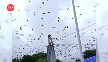 Hyytävä näky tallentui videolle – taivas pimeni lepakoista