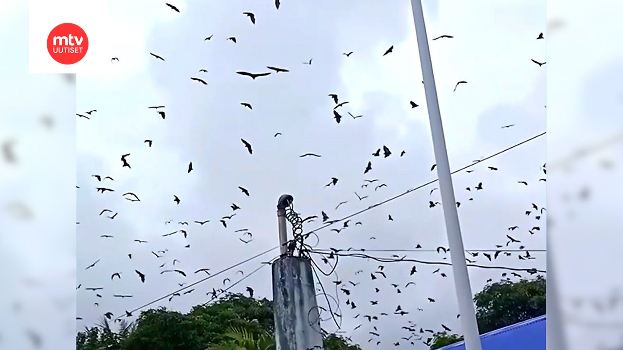 Hyytävä näky tallentui videolle – taivas pimeni lepakoista