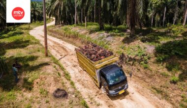Öljypalmuilla lastattu kuorma-auto juuttui hiekkatielle plantaasilla Indonesiassa syyskuussa.
