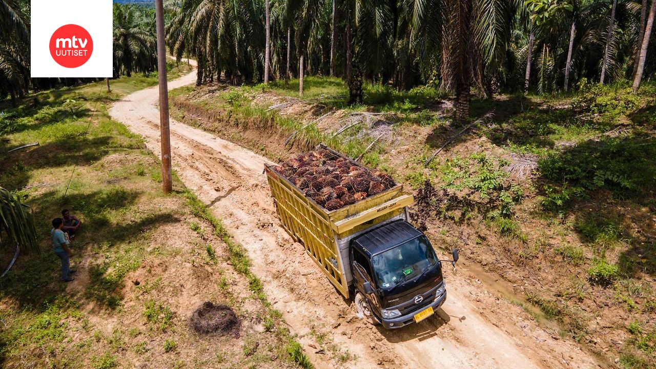 Öljypalmuilla lastattu kuorma-auto juuttui hiekkatielle plantaasilla Indonesiassa syyskuussa.