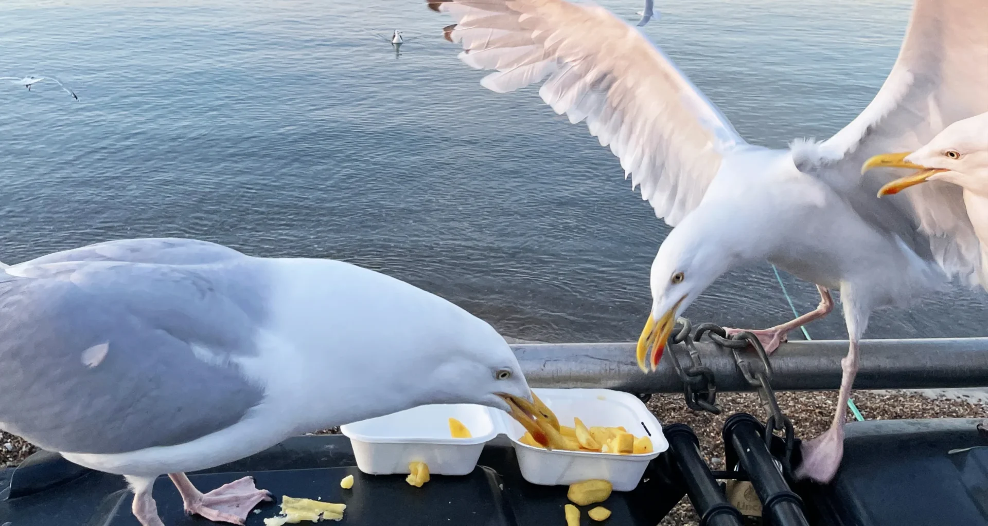 "P*****e, siihen et koske!” toimii myös lokkeihin, tutkimus kertoo