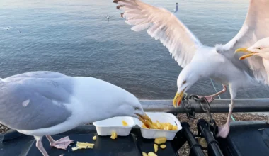 "P*****e, siihen et koske!” toimii myös lokkeihin, tutkimus kertoo