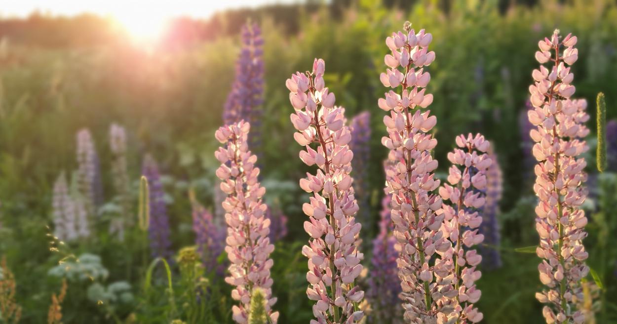 Vieraslajien torjunta [Tampereen kaupunki - Luonto ja ympäristö]