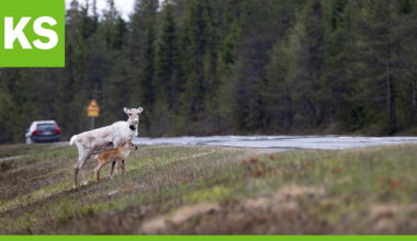Elisa lanseerasi porojen seurantapalvelun – palvelu kehitettiin yhteistyössä poronhoitajien kanssa