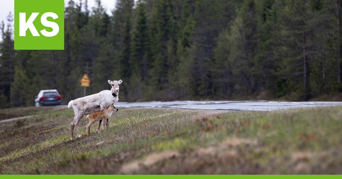 Elisa lanseerasi porojen seurantapalvelun – palvelu kehitettiin yhteistyössä poronhoitajien kanssa