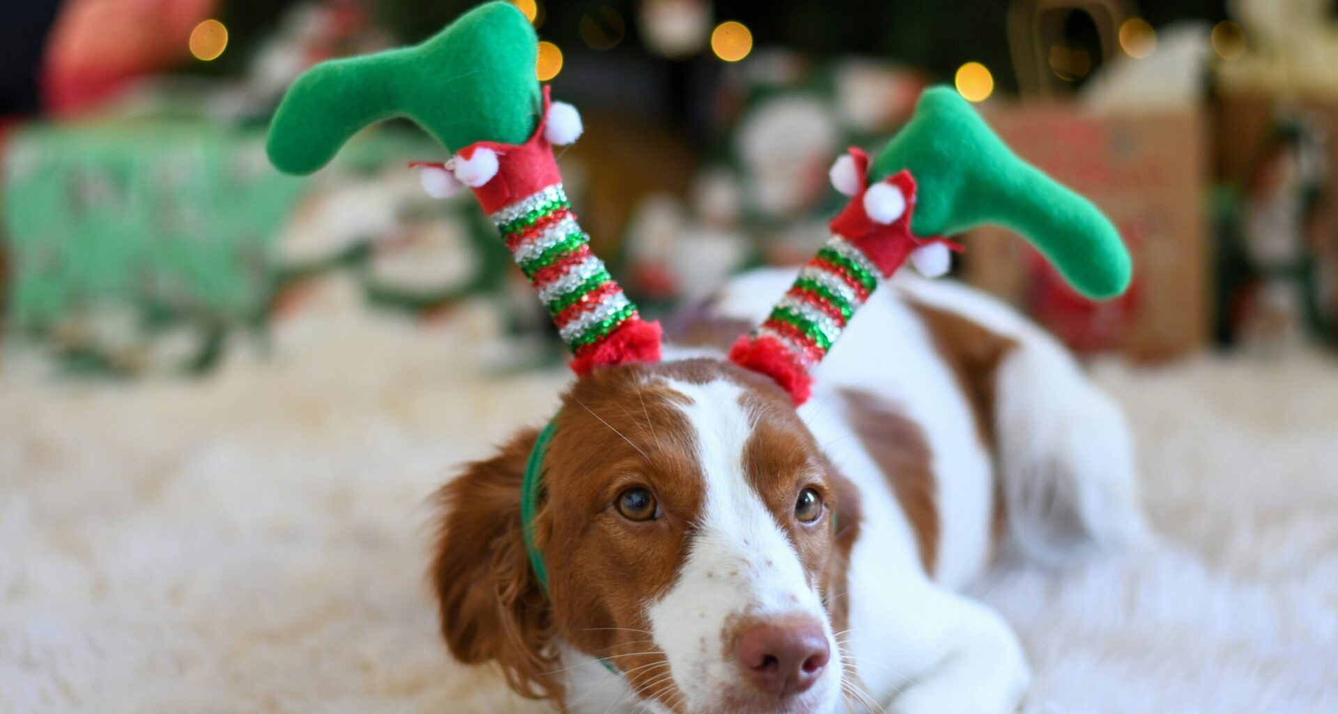 Joulun kuumin koira etsinnässä – R-kioski käynnisti koiranomistajille kisan