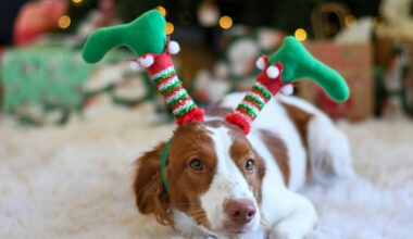 Joulun kuumin koira etsinnässä – R-kioski käynnisti koiranomistajille kisan