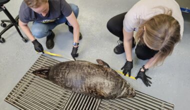 Saimaannorppauros kuoli kalastusrysän aitaverkkoon - ePressi