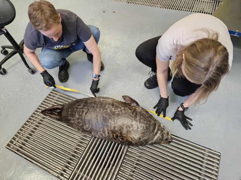 Saimaannorppauros kuoli kalastusrysän aitaverkkoon - ePressi