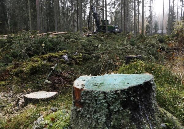 Pirkanmaan ely-keskuksen mukaan Saarenmaalla tehtävät harvennushakkuut eivät ole...
