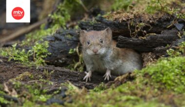 Myyräkuumeen aiheuttaa Puumala-virus, joka tarttuu ihmiseen hengitysteitse metsämyyrien eritteiden saastuttaman pölyn kautta.