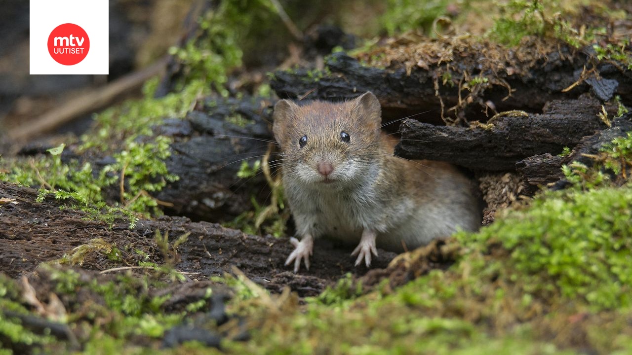 Myyräkuumeen aiheuttaa Puumala-virus, joka tarttuu ihmiseen hengitysteitse metsämyyrien eritteiden saastuttaman pölyn kautta.