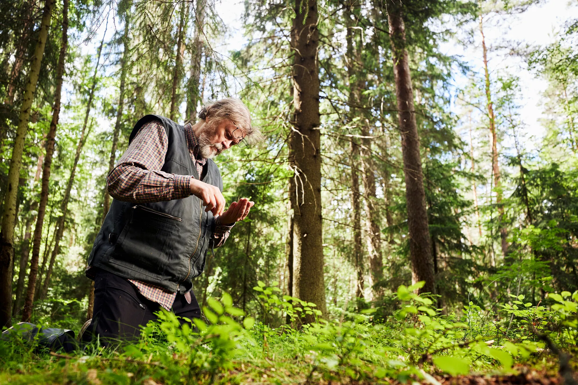 Lasse Kosonen on tehnyt pitkän uran sienitietoisuuden lisäämiseksi. Yhä miljoonia kiloja ilmaista ruokaa mätänee metsiin joka syksy, mutta siitä Kosonen ei jaksa olla huolissaan. ”Sienet ovat myös metsäneläinten ravintoa.”