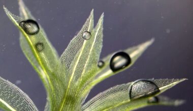 Nuppusammal selvisi avaruuden tyhjiössä elinvoimaisena yhdeksän kuukauden ajan