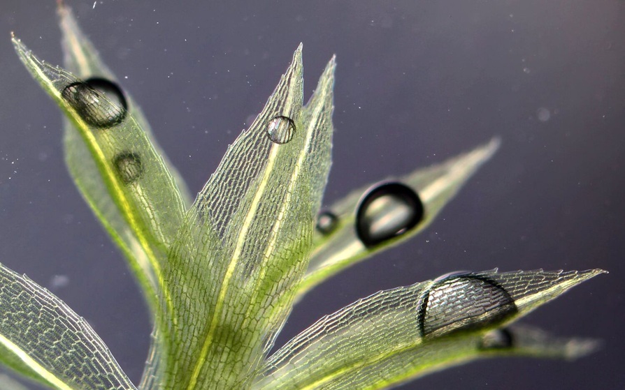Nuppusammal selvisi avaruuden tyhjiössä elinvoimaisena yhdeksän kuukauden ajan