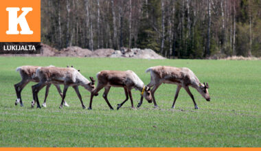 Tuulivoima uhkaa metsäpeuran elinalueita Utajärvellä – Tornikankaan hanke esimerkki epäonnistuneesta tuulivoiman sijoittamisesta