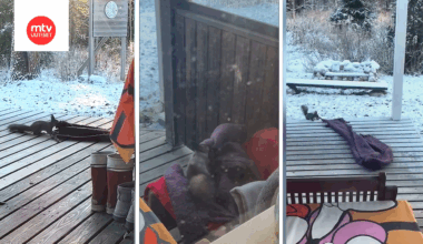 Pörröinen varas yritti kähveltää Kaisan vanhempien terassiviltin – katso, miten se onnistui