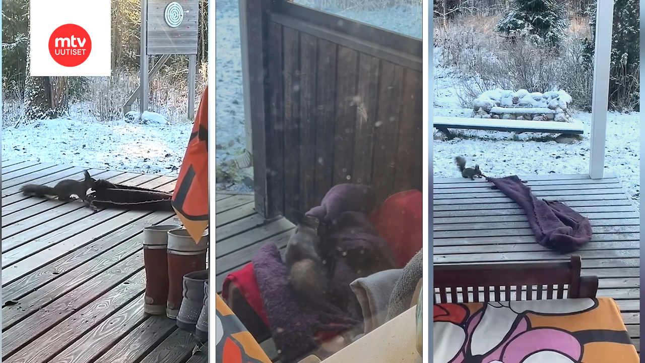 Pörröinen varas yritti kähveltää Kaisan vanhempien terassiviltin – katso, miten se onnistui