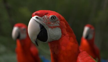 Chatty Parrots tuo väriä ja vuorovaikutusta Laikunlavalle – testaa interaktiivista videoteosta 27.11. [Tampereen kaupunki