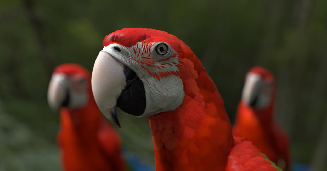 Chatty Parrots tuo väriä ja vuorovaikutusta Laikunlavalle – testaa interaktiivista videoteosta 27.11. [Tampereen kaupunki
