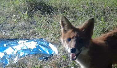Kettu näyttää ihmettelevän Turun yliopiston tutkijoiden asentamaa riistakameraa.