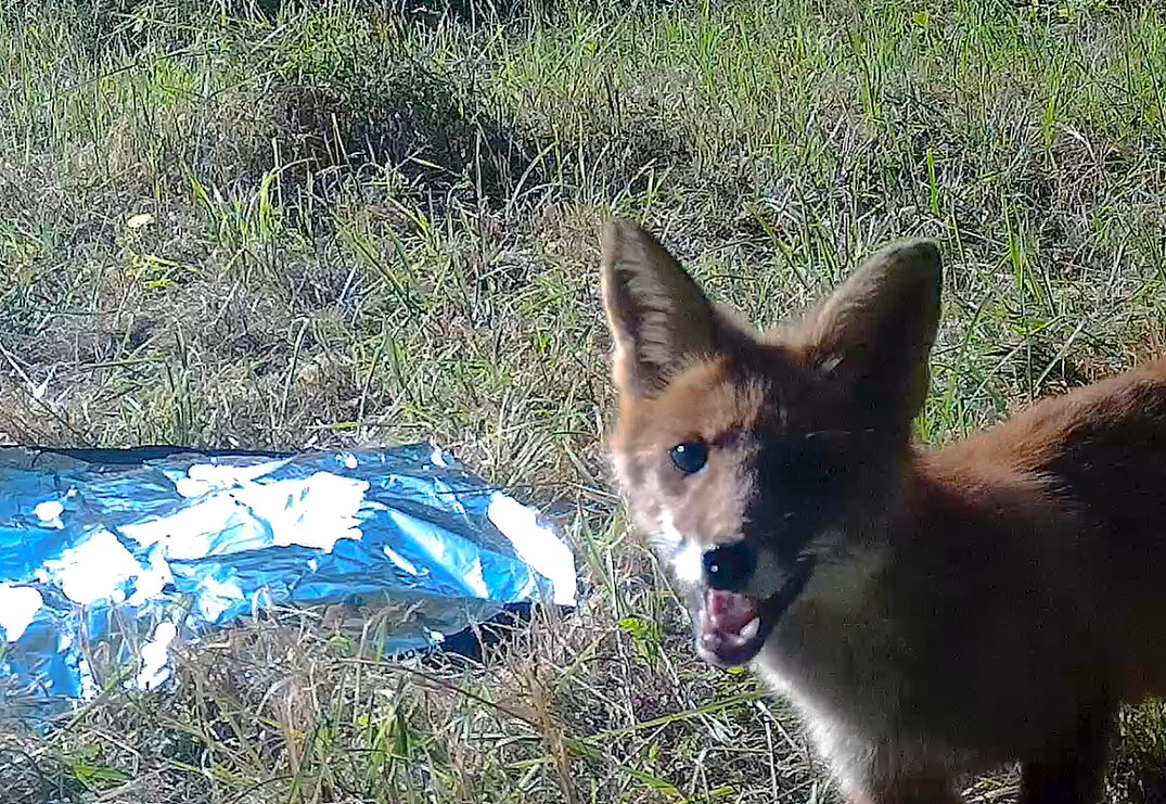 Kettu näyttää ihmettelevän Turun yliopiston tutkijoiden asentamaa riistakameraa.