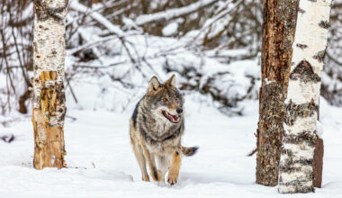 Talvi on parasta aikaa dna-näytteiden keräämiseen. Lumijäljet helpottavat susien liikkeiden seuraamista, ja pakkassäässä dna säilyy hyvin jätöksen pinnalla.