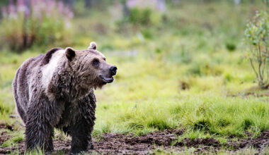 Riistapäällikkö: Kourallinen karhuja voi saada aikaan suurta vahinkoa - ts.fi