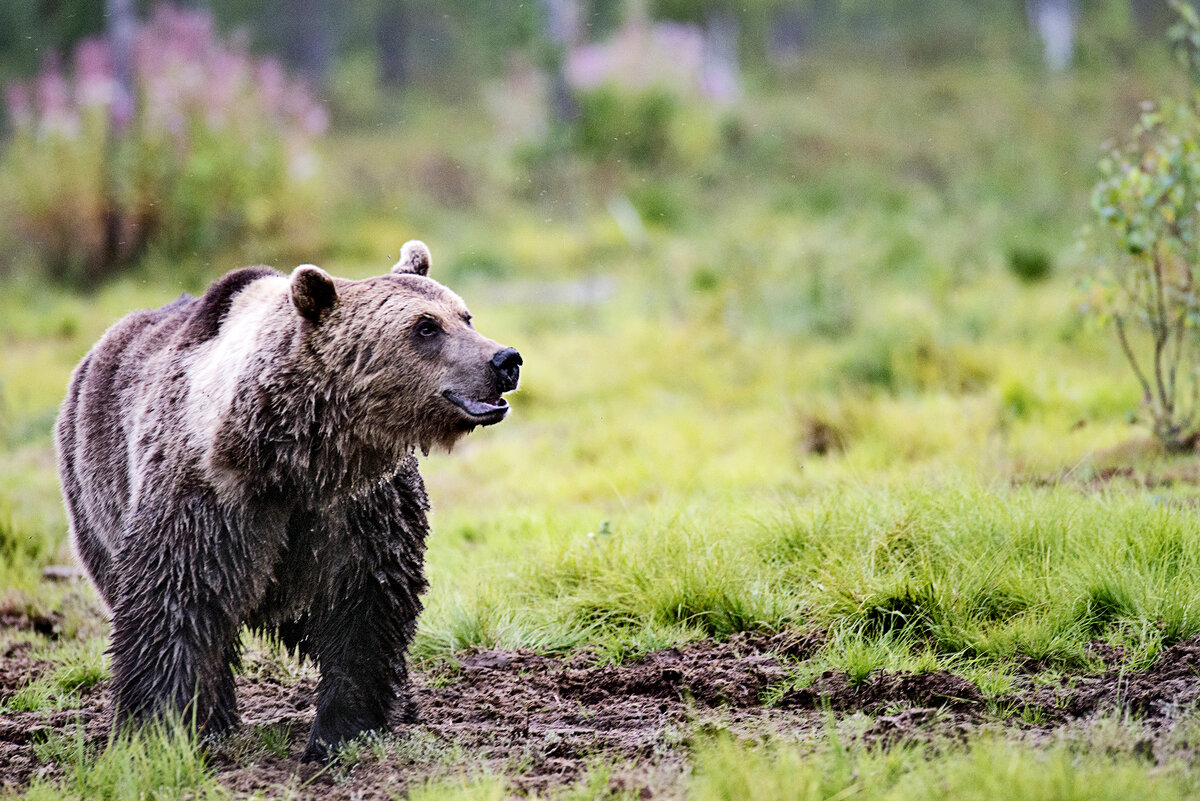Riistapäällikkö: Kourallinen karhuja voi saada aikaan suurta vahinkoa - ts.fi