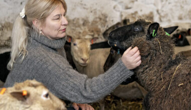 Marge Reiman oli epäuskoinen, kun sai kesällä tiedon karhun tappamista lampaistaan.