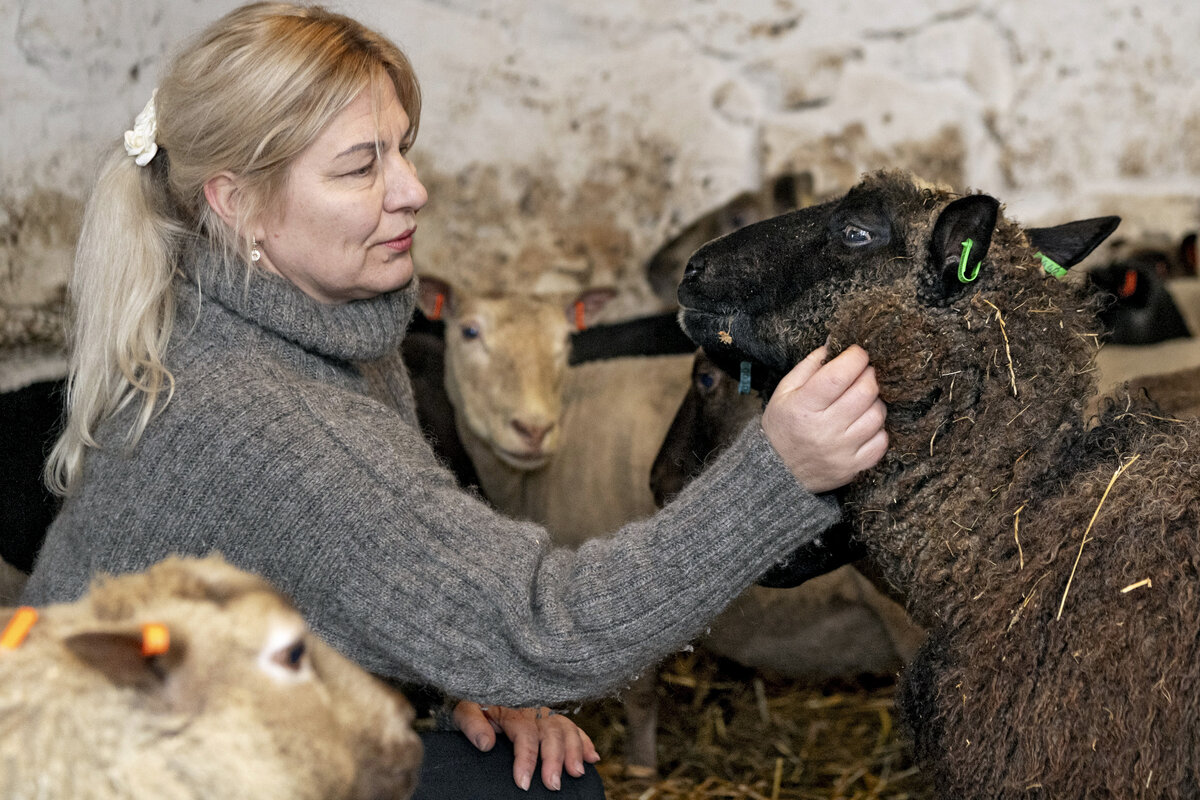Marge Reiman oli epäuskoinen, kun sai kesällä tiedon karhun tappamista lampaistaan.