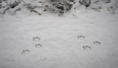 Luonnonsuojeluliiton mukaan useiden hakemusten dokumentaatio oli puutteellista, ja osassa niistä oli jopa huhupuheeseen verrattavaa perustelua. Arkistokuvassa suden jälkiä Vaskijärven luonnonpuistossa Pöytyällä tammikuussa 2023.