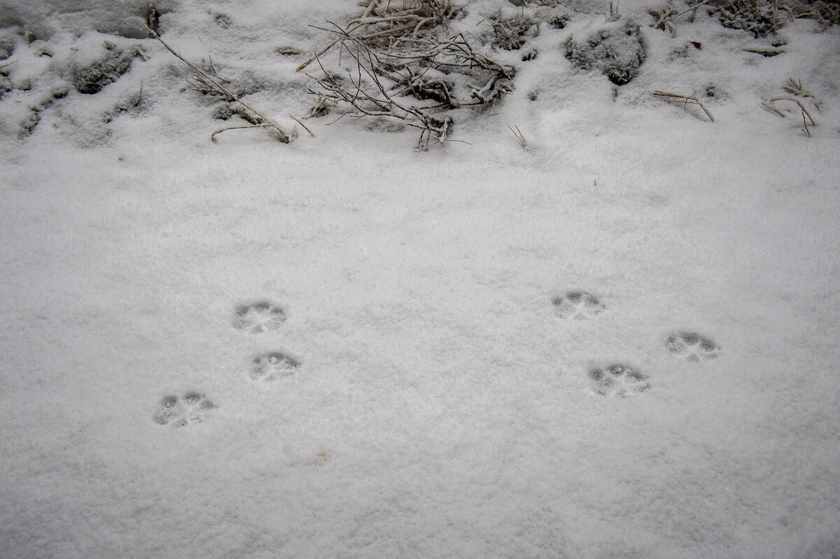 Luonnonsuojeluliiton mukaan useiden hakemusten dokumentaatio oli puutteellista, ja osassa niistä oli jopa huhupuheeseen verrattavaa perustelua. Arkistokuvassa suden jälkiä Vaskijärven luonnonpuistossa Pöytyällä tammikuussa 2023.