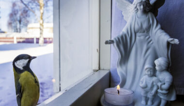 Talitiainen on utelias lintu, joka saattaa tulla koputtelemaan nokallaan ikkunaa.