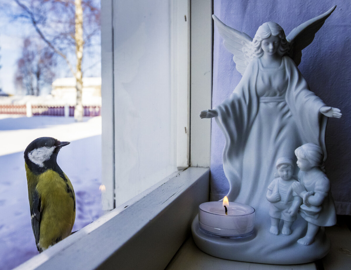 Talitiainen on utelias lintu, joka saattaa tulla koputtelemaan nokallaan ikkunaa.