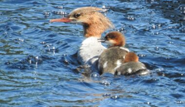 Jari Näränen, Isokoskelot, 2017, valokuva.