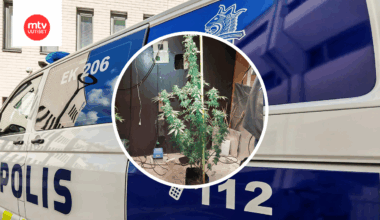 Muun muassa tällainen kannabiskasvi löytyi yhdestä kasvattamosta.