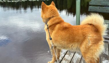 Susi nappasi suomenpystykorvan kotiovelta Virroilla - Maaseudun Tulevaisuus