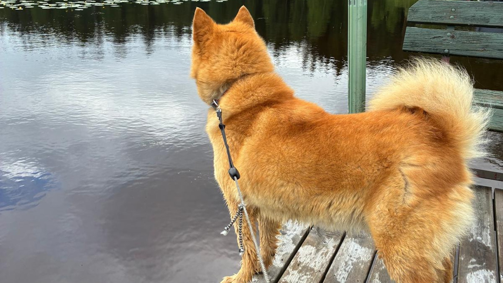 Susi nappasi suomenpystykorvan kotiovelta Virroilla - Maaseudun Tulevaisuus