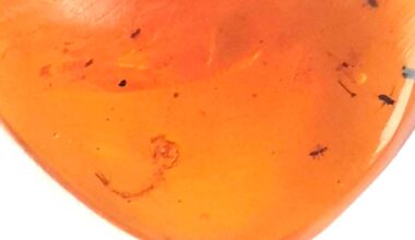 Meripihkasta löytyi 99 miljoonaa vuotta vanha fossiili